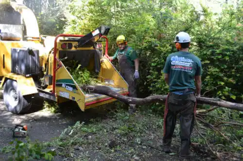 tree services Bethany